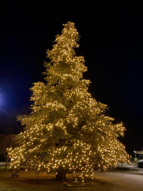 Weihnachtsbaum Bad Homburg